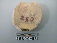 藏品(螺類)的圖片